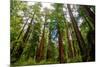 California Sequoia Trees-demerzel21-Mounted Photographic Print