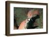 California Sheephead Fighting-Hal Beral-Framed Photographic Print