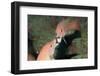 California Sheephead Fighting-Hal Beral-Framed Photographic Print