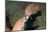 California Sheephead Fighting-Hal Beral-Mounted Photographic Print