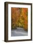 California, Sierra Mountains. Dirt Road Through Aspen Trees in Autumn-Jaynes Gallery-Framed Photographic Print