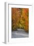 California, Sierra Mountains. Dirt Road Through Aspen Trees in Autumn-Jaynes Gallery-Framed Photographic Print