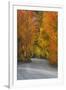 California, Sierra Mountains. Dirt Road Through Aspen Trees in Autumn-Jaynes Gallery-Framed Premium Photographic Print