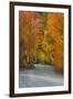 California, Sierra Mountains. Dirt Road Through Aspen Trees in Autumn-Jaynes Gallery-Framed Premium Photographic Print