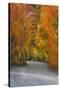 California, Sierra Mountains. Dirt Road Through Aspen Trees in Autumn-Jaynes Gallery-Stretched Canvas