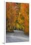 California, Sierra Mountains. Dirt Road Through Aspen Trees in Autumn-Jaynes Gallery-Framed Premium Photographic Print