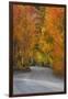 California, Sierra Mountains. Dirt Road Through Aspen Trees in Autumn-Jaynes Gallery-Framed Premium Photographic Print