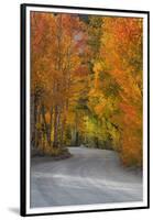 California, Sierra Mountains. Dirt Road Through Aspen Trees in Autumn-Jaynes Gallery-Framed Premium Photographic Print