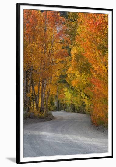 California, Sierra Mountains. Dirt Road Through Aspen Trees in Autumn-Jaynes Gallery-Framed Premium Photographic Print