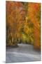 California, Sierra Mountains. Dirt Road Through Aspen Trees in Autumn-Jaynes Gallery-Mounted Premium Photographic Print