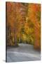 California, Sierra Mountains. Dirt Road Through Aspen Trees in Autumn-Jaynes Gallery-Stretched Canvas