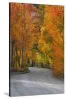 California, Sierra Mountains. Dirt Road Through Aspen Trees in Autumn-Jaynes Gallery-Stretched Canvas