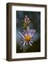 California, Sierra Mountains. Wildflower Close-Up-Jaynes Gallery-Framed Photographic Print
