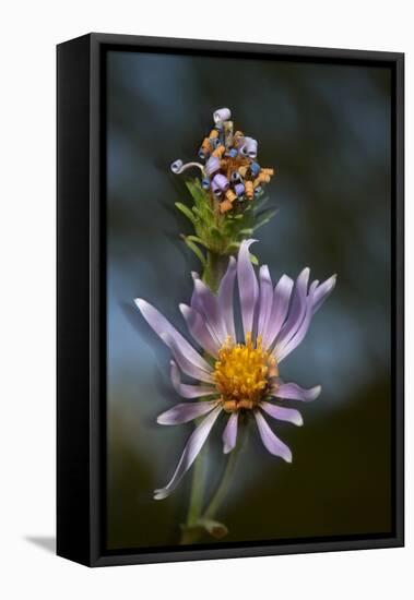 California, Sierra Mountains. Wildflower Close-Up-Jaynes Gallery-Framed Stretched Canvas