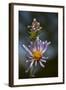 California, Sierra Mountains. Wildflower Close-Up-Jaynes Gallery-Framed Photographic Print