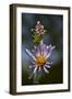 California, Sierra Mountains. Wildflower Close-Up-Jaynes Gallery-Framed Photographic Print