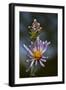 California, Sierra Mountains. Wildflower Close-Up-Jaynes Gallery-Framed Photographic Print