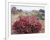 California, Sierra Nevada, Alabama Hills, a Flowering Bush-Christopher Talbot Frank-Framed Photographic Print