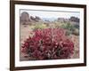 California, Sierra Nevada, Alabama Hills, a Flowering Bush-Christopher Talbot Frank-Framed Photographic Print