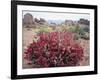 California, Sierra Nevada, Alabama Hills, a Flowering Bush-Christopher Talbot Frank-Framed Photographic Print