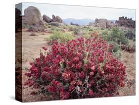 California, Sierra Nevada, Alabama Hills, a Flowering Bush-Christopher Talbot Frank-Stretched Canvas