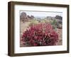 California, Sierra Nevada, Alabama Hills, a Flowering Bush-Christopher Talbot Frank-Framed Photographic Print