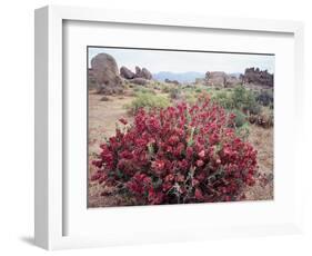 California, Sierra Nevada, Alabama Hills, a Flowering Bush-Christopher Talbot Frank-Framed Photographic Print