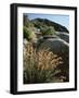 California, Sierra Nevada, Alabama Hills, Apricot Mallow Backlit-Christopher Talbot Frank-Framed Photographic Print