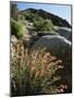California, Sierra Nevada, Alabama Hills, Apricot Mallow Backlit-Christopher Talbot Frank-Mounted Photographic Print