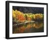 California, Sierra Nevada, Autumn Aspen Trees Reflecting in Grant Lake-Christopher Talbot Frank-Framed Photographic Print