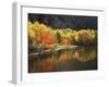 California, Sierra Nevada, Autumn Aspen Trees Reflecting in Grant Lake-Christopher Talbot Frank-Framed Photographic Print