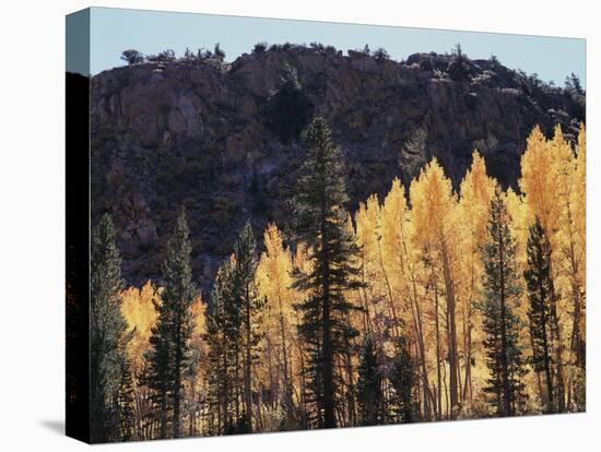 California, Sierra Nevada, Autumn Aspens in the Bishop Creak Area-Christopher Talbot Frank-Stretched Canvas