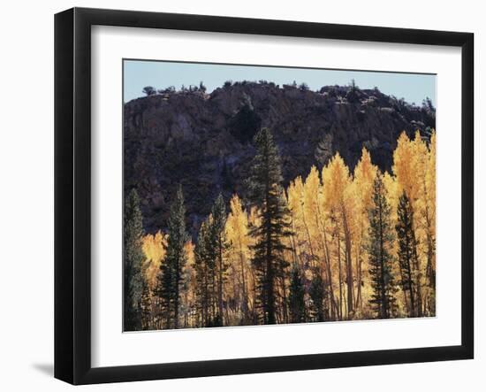 California, Sierra Nevada, Autumn Aspens in the Bishop Creak Area-Christopher Talbot Frank-Framed Photographic Print