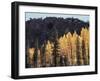 California, Sierra Nevada, Autumn Aspens in the Bishop Creak Area-Christopher Talbot Frank-Framed Photographic Print