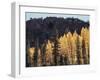 California, Sierra Nevada, Autumn Aspens in the Bishop Creak Area-Christopher Talbot Frank-Framed Photographic Print