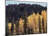 California, Sierra Nevada, Autumn Aspens in the Bishop Creak Area-Christopher Talbot Frank-Mounted Photographic Print