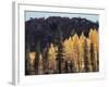 California, Sierra Nevada, Autumn Aspens in the Bishop Creak Area-Christopher Talbot Frank-Framed Photographic Print