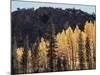 California, Sierra Nevada, Autumn Aspens in the Bishop Creak Area-Christopher Talbot Frank-Mounted Photographic Print