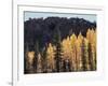 California, Sierra Nevada, Autumn Aspens in the Bishop Creak Area-Christopher Talbot Frank-Framed Photographic Print