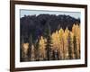 California, Sierra Nevada, Autumn Aspens in the Bishop Creak Area-Christopher Talbot Frank-Framed Photographic Print