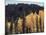 California, Sierra Nevada, Autumn Aspens in the Bishop Creak Area-Christopher Talbot Frank-Mounted Photographic Print