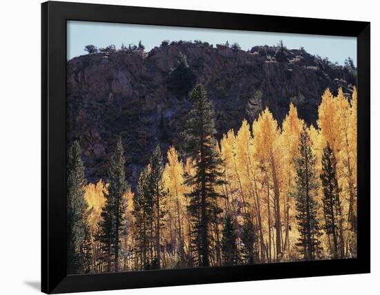 California, Sierra Nevada, Autumn Aspens in the Bishop Creak Area-Christopher Talbot Frank-Framed Photographic Print