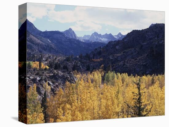 California, Sierra Nevada, Autumn Aspens in the Bishop Creak Area-Christopher Talbot Frank-Stretched Canvas