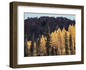 California, Sierra Nevada, Autumn Aspens in the Bishop Creak Area-Christopher Talbot Frank-Framed Photographic Print