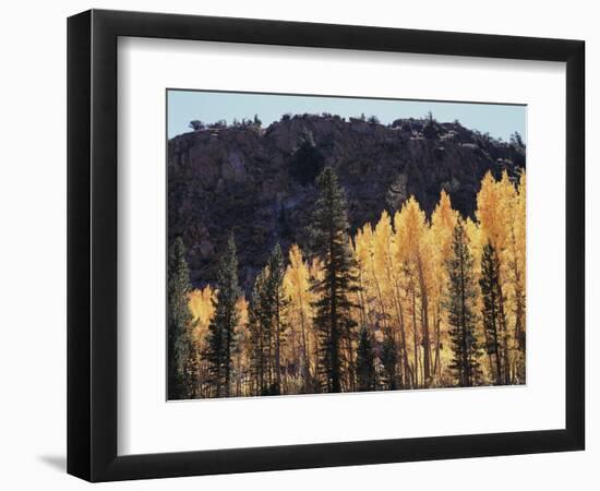 California, Sierra Nevada, Autumn Aspens in the Bishop Creak Area-Christopher Talbot Frank-Framed Photographic Print