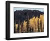 California, Sierra Nevada, Autumn Aspens in the Bishop Creak Area-Christopher Talbot Frank-Framed Photographic Print