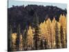 California, Sierra Nevada, Autumn Aspens in the Bishop Creak Area-Christopher Talbot Frank-Stretched Canvas