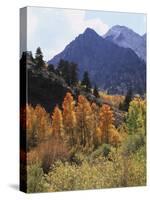 California, Sierra Nevada, Autumn Aspens in the Mcgee Creak Area-Christopher Talbot Frank-Stretched Canvas