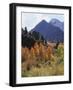 California, Sierra Nevada, Autumn Aspens in the Mcgee Creak Area-Christopher Talbot Frank-Framed Photographic Print