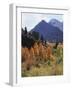 California, Sierra Nevada, Autumn Aspens in the Mcgee Creak Area-Christopher Talbot Frank-Framed Photographic Print